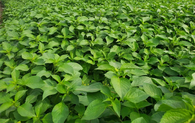 Fresh Authentic Nigerian Scent Leaf