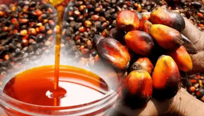 palm kennel nut Red Palm Oil
