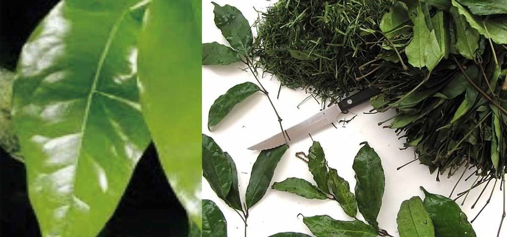 finely sliced afang leaf ready for soup