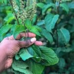 hand picking scent leaf