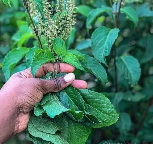 hand picking scent leaf
