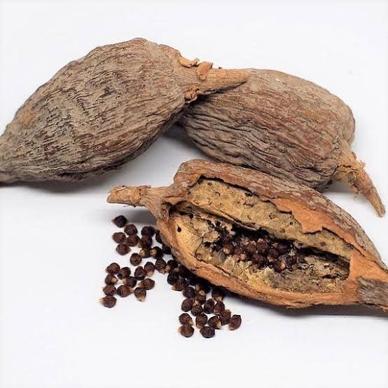 lligator pepper pods split open showing seeds