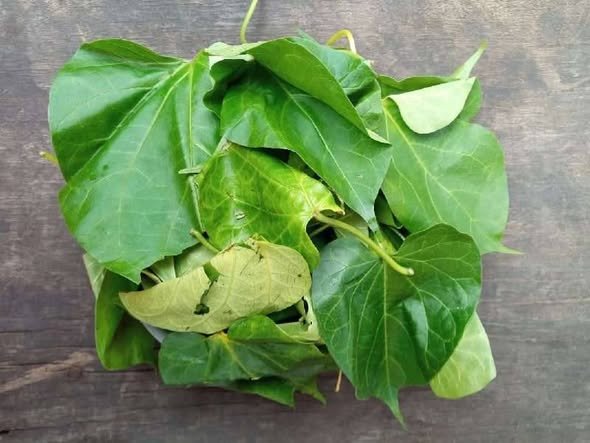 utazi leaf used in nsala soup